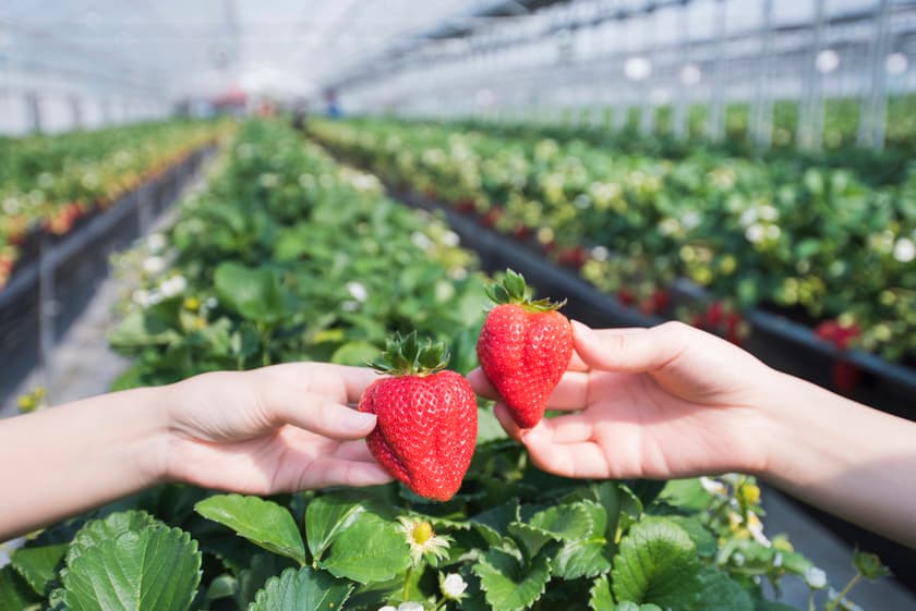 Strawberry held in a strawberry farm.