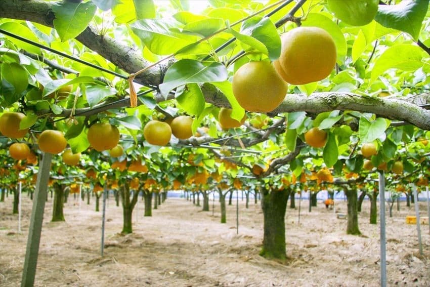 Pear Picking