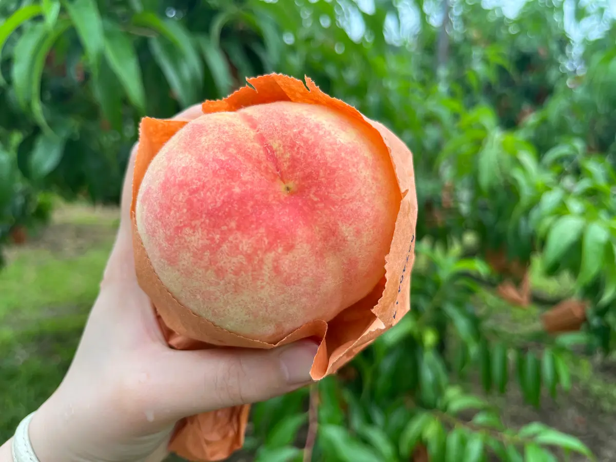 Peach Picking