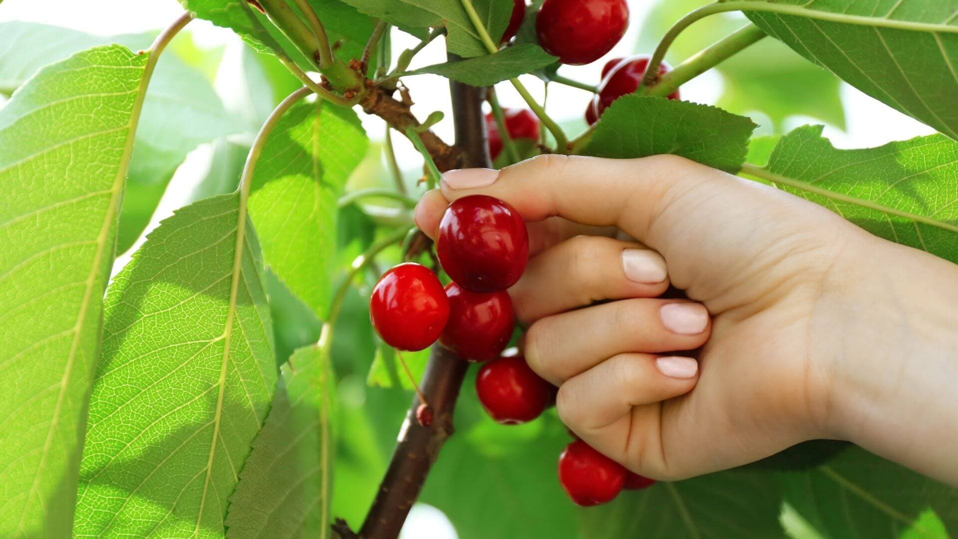 Cherry Picking