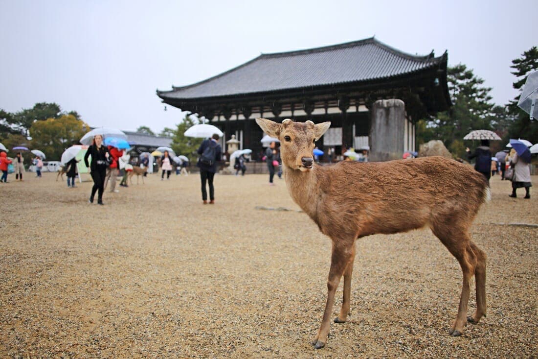 Nara - Osaka Tour