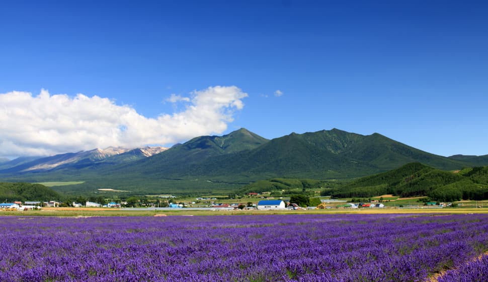 Farm Tomita