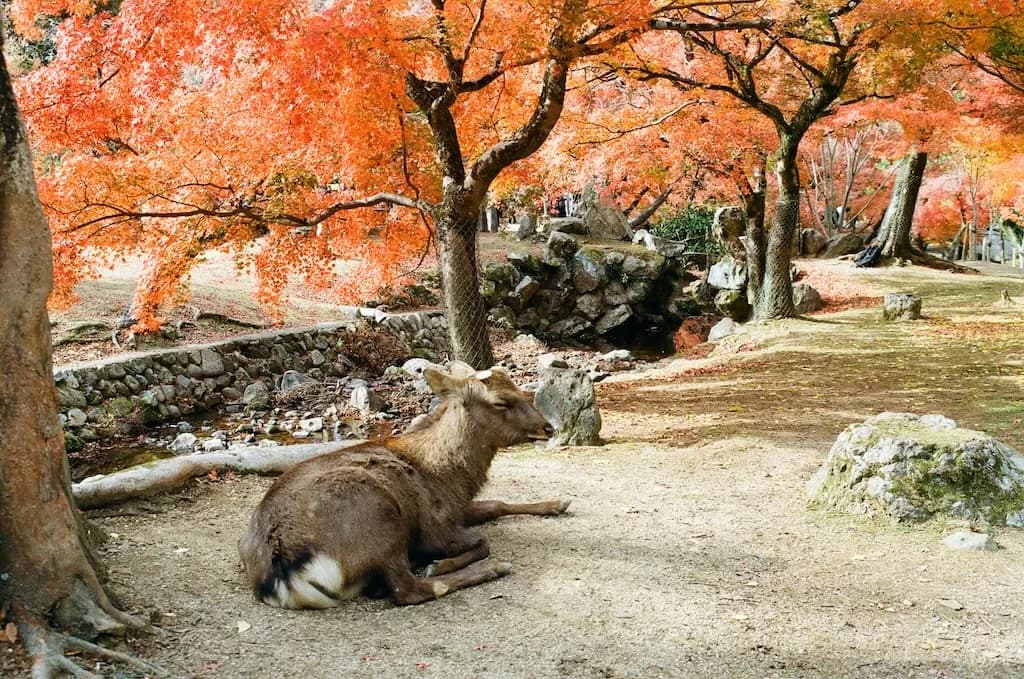 Nara Park
